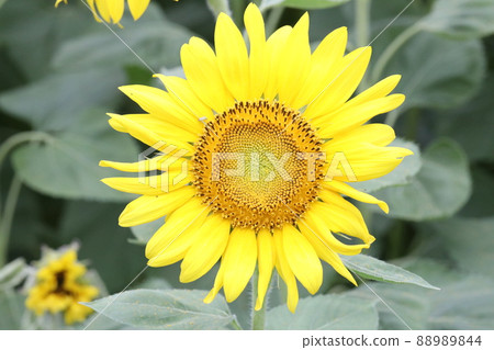 sunflower sunflower 88989844