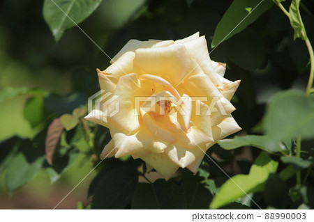 Arao City Ominous Citizen Flower Bed Rose Flower, Arao City Ominous Citizen Flower Bed Rose Flower, 88990003