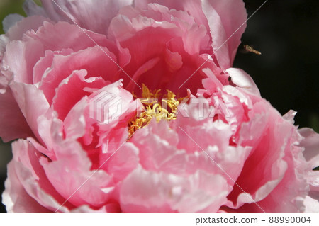 Arao City Miyazaki Brothers House Peony, 88990004