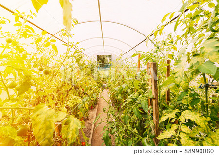 Bush Of Tomatoes Vegetables Growing In Raised Beds In Vegetable Garden Or Hothouse Or Greenhouse 88990080