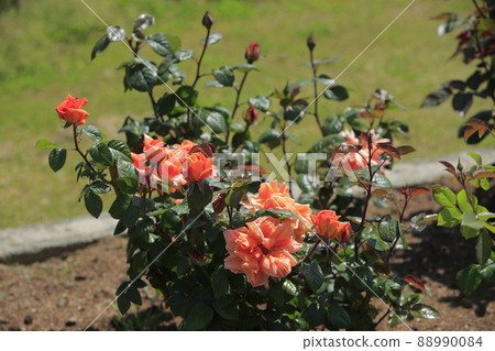 Arao City Ominous Citizen Flower Bed Rose Flower, Arao City Ominous Citizen Flower Bed Rose Flower, 88990084