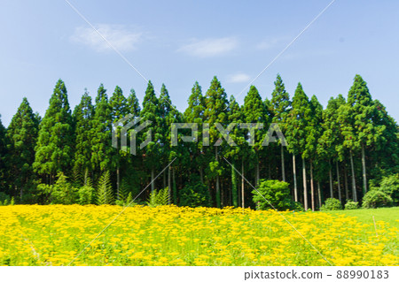 京都右京區越畑少女的照片 京都右京區越畑少女的照片 88990183