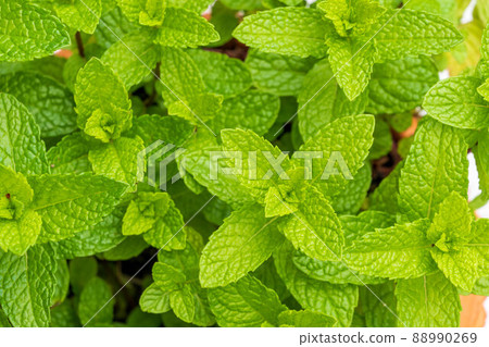 Mint herb 88990269