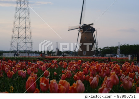 Pink tulip herd 10 Pink tulip herd 10 88990751