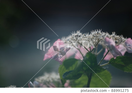 粉紅色的繡球花特寫 1 88991275
