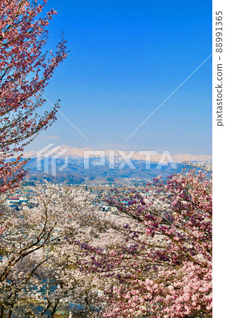Sakura / Gassan in Sagae Park (Sagae City, Yamagata Prefecture) 88991365