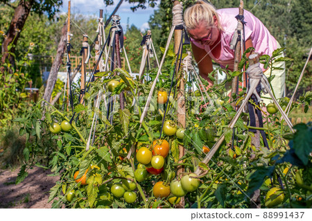 Woman harvests ripe tomatoes in the backyard 88991437