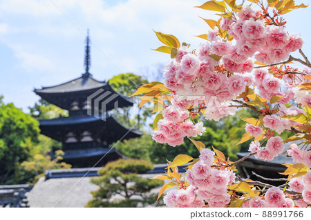 Taima-dera Temple in full bloom with double cherry blossoms and wisteria Taima-dera Temple in full bloom with double cherry blossoms and wisteria 88991766