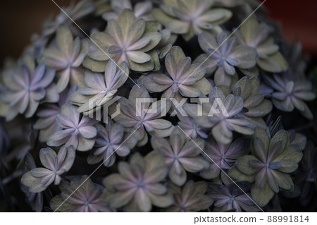 Purple hydrangea close-up 21 88991814