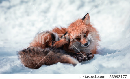 Beautiful Fox in the Snow 88992177