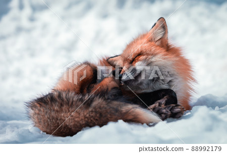 Beautiful Fox in the Snow 88992179