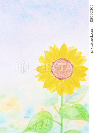 Sunflower drawn in transparent watercolor. 88992303