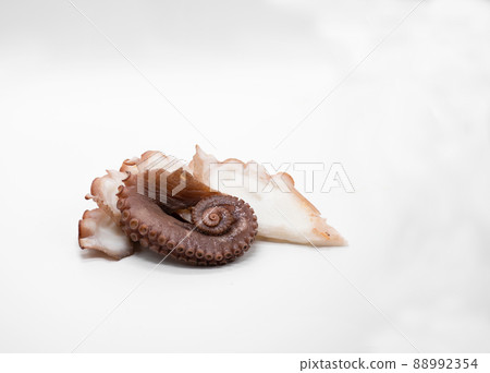 octopus octopus 88992354