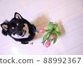 Dog tulip 88992367