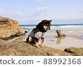 Dog sea coast 88992368