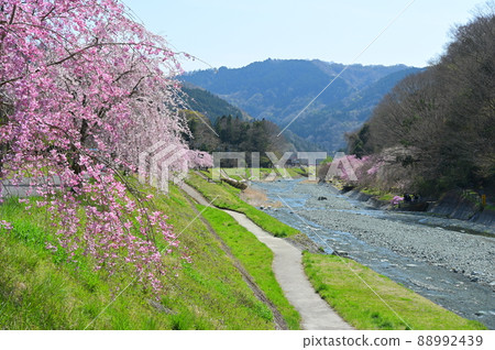 中津川垂枝櫻花“松田町” 88992439