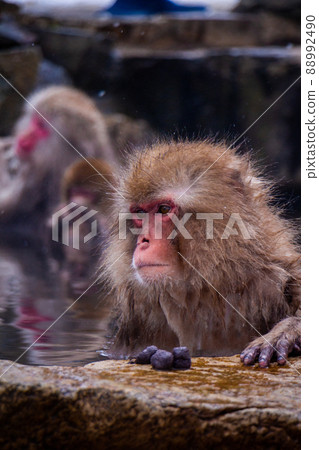 Snow Monkeys Soak in Hotsprings Snow Monkeys Soak in Hotsprings 88992490