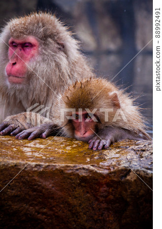 Snow Monkeys Soak in Hotsprings 88992491
