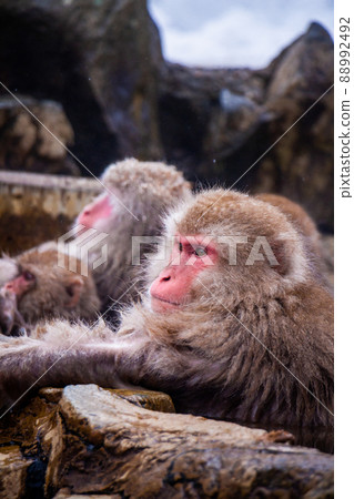 Snow Monkeys Soak in Hotsprings 88992492