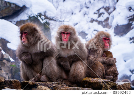 Snow Monkeys Soak in Hotsprings 88992493