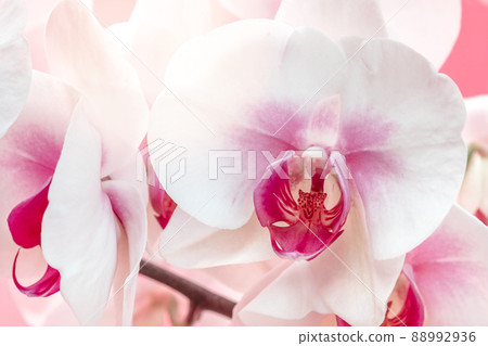 Close-up of beautiful orchid 88992936