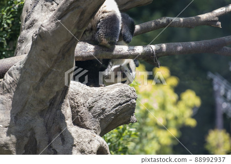 Baby panda Baby panda 88992937