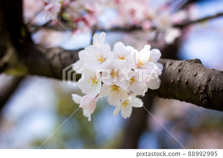 The best cherry blossom in Yokohama The best cherry blossom in Yokohama 88992995