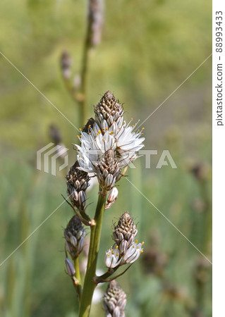 Summer Asphodel Summer Asphodel 88993433