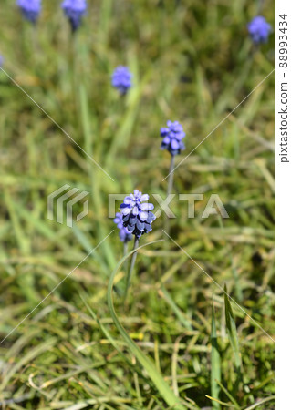 Common grape hyacinth 88993434