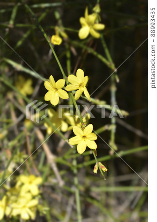 Winter jasmine 88993435