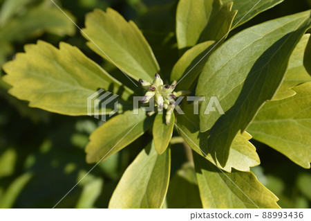Japanese pachysandra 88993436