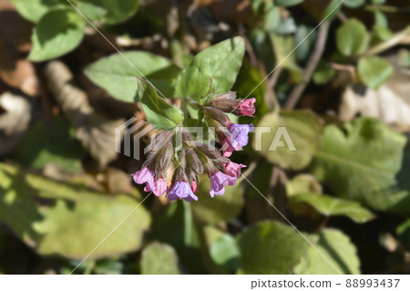 Common lungwort 88993437