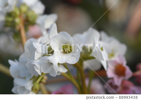 Bergenia Bressingham White Bergenia Bressingham White 88993438