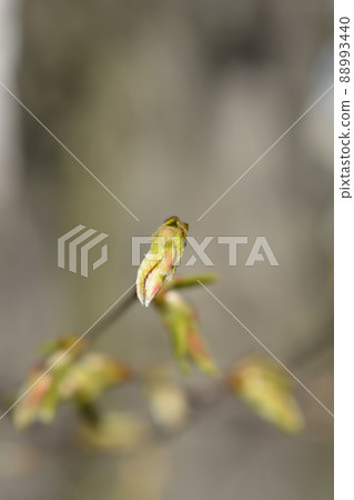 Common hornbeam Common hornbeam 88993440