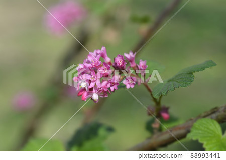 Flowering currant 88993441