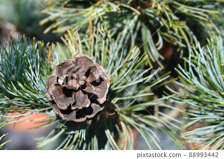 Japanise White Pine Negishi Japanise White Pine Negishi 88993442