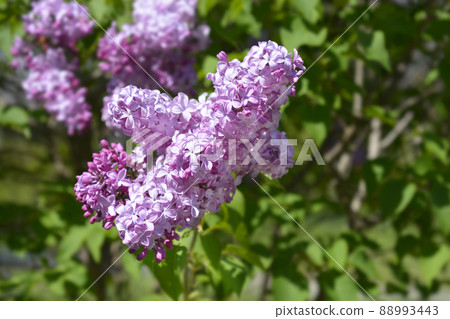 Lilac Esther Staley 88993443