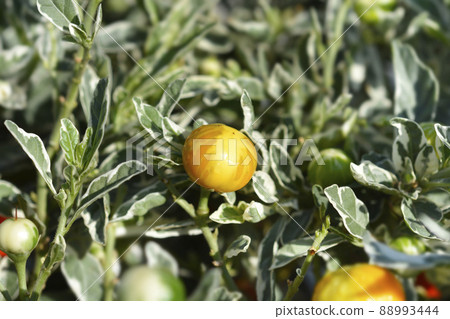 Variegated Jerusalem Cherry 88993444