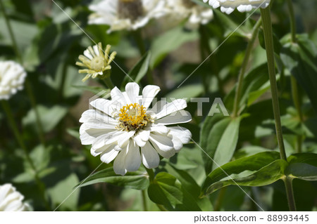 Zinnia Polar Bear 88993445