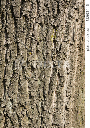 English oak English oak 88993446