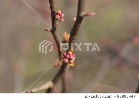 Japanese Flowering Quince 88993447