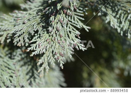 Lawsons Cypress Triomf van Boskoop 88993458