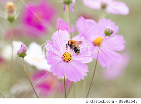 Cosmos and bees Cosmos and bees 88993645