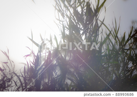 Yokohama Sankeien Garden Yokohama Sankeien Garden 88993686