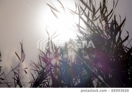 Yokohama Sankeien Garden Yokohama Sankeien Garden 88993688