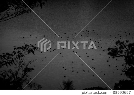 Yokohama Sankeien Garden 88993697