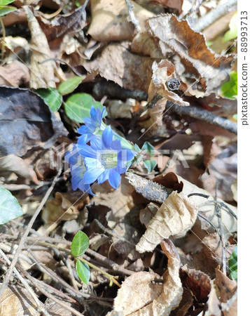 Gentiana gentian brush gentian Gentiana gentian brush gentian 88993713