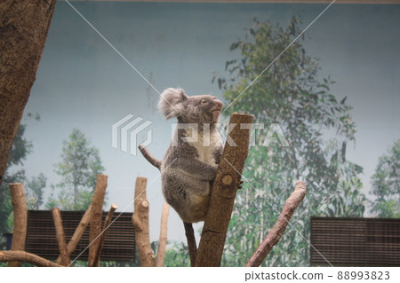 Koala looking up at the sky 88993823