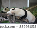 Panda lying down 88993858