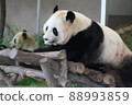 Panda sticking out tongue 88993859